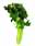 09130576: Celery Branche France Cat 1 1pc 