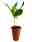 09134723: Muguet Pot 3 Griffes