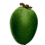 feijoa.jpg