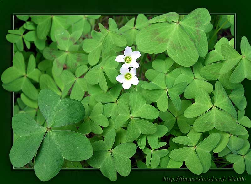 oxalis-petite-oseille.jpg